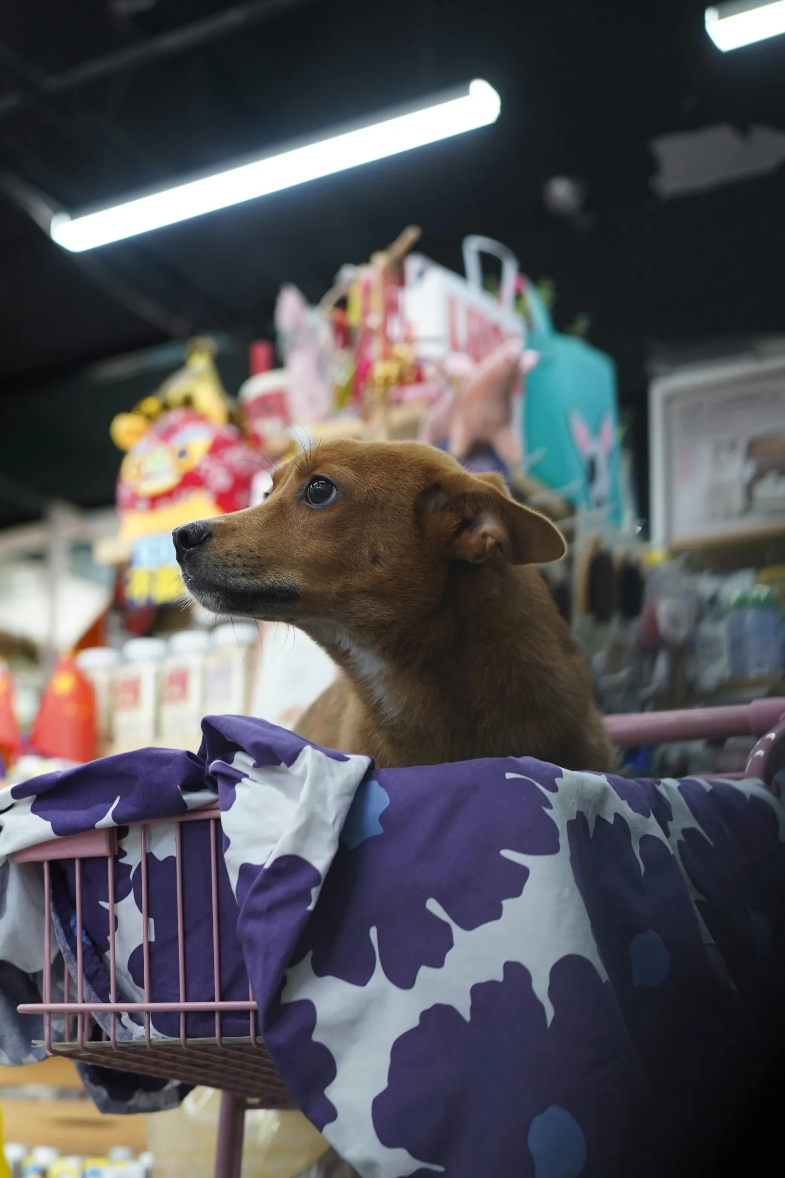 Holydog · 2019